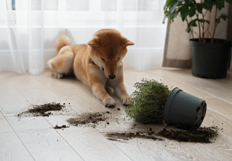 7 Pet Fails Only a Spare Human Could Appreciate