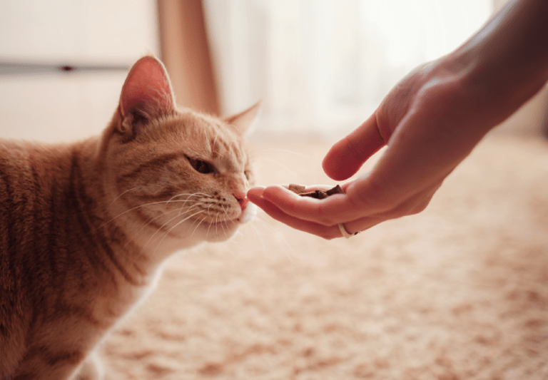 5 Funny Signs You’re the Ultimate Spare Human (aka Cat Parent MVP)