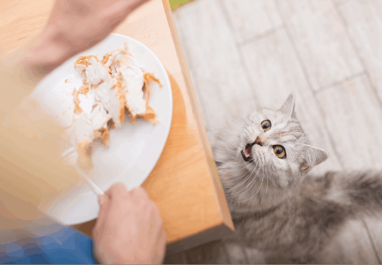 Why Cats Love Stealing Food (And Why They’re So Good at It)