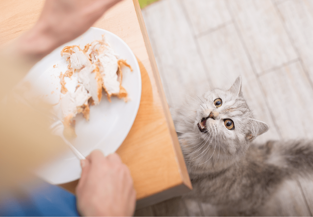 Gray cat eyeing leftover food on a plate held by a person, ready to steal a bite.