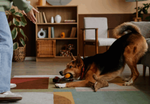 Happy dog stretching playfully on a living room rug surrounded by toys, with a person encouraging play.