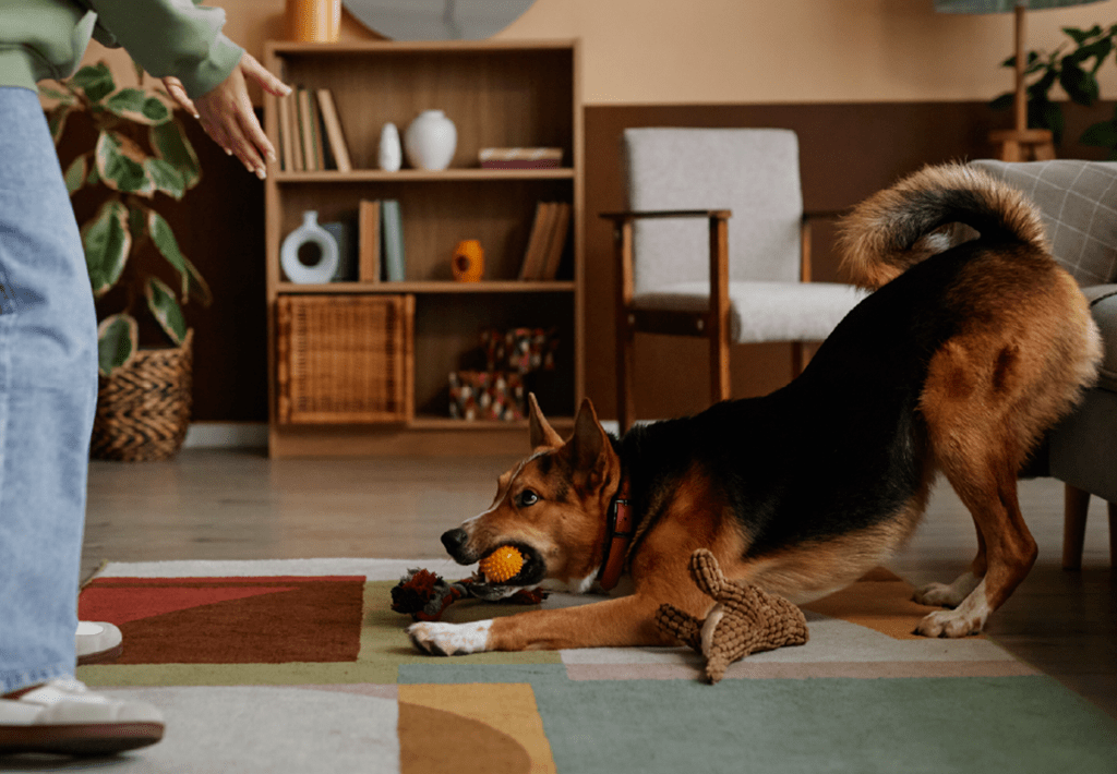 Happy dog stretching playfully on a living room rug surrounded by toys, with a person encouraging play.