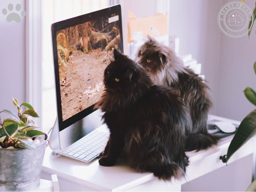 Spare Human Meaning keyboard standoff—two long-haired cats sitting in front of a desktop monitor, blocking the workspace during a work-from-home moment.